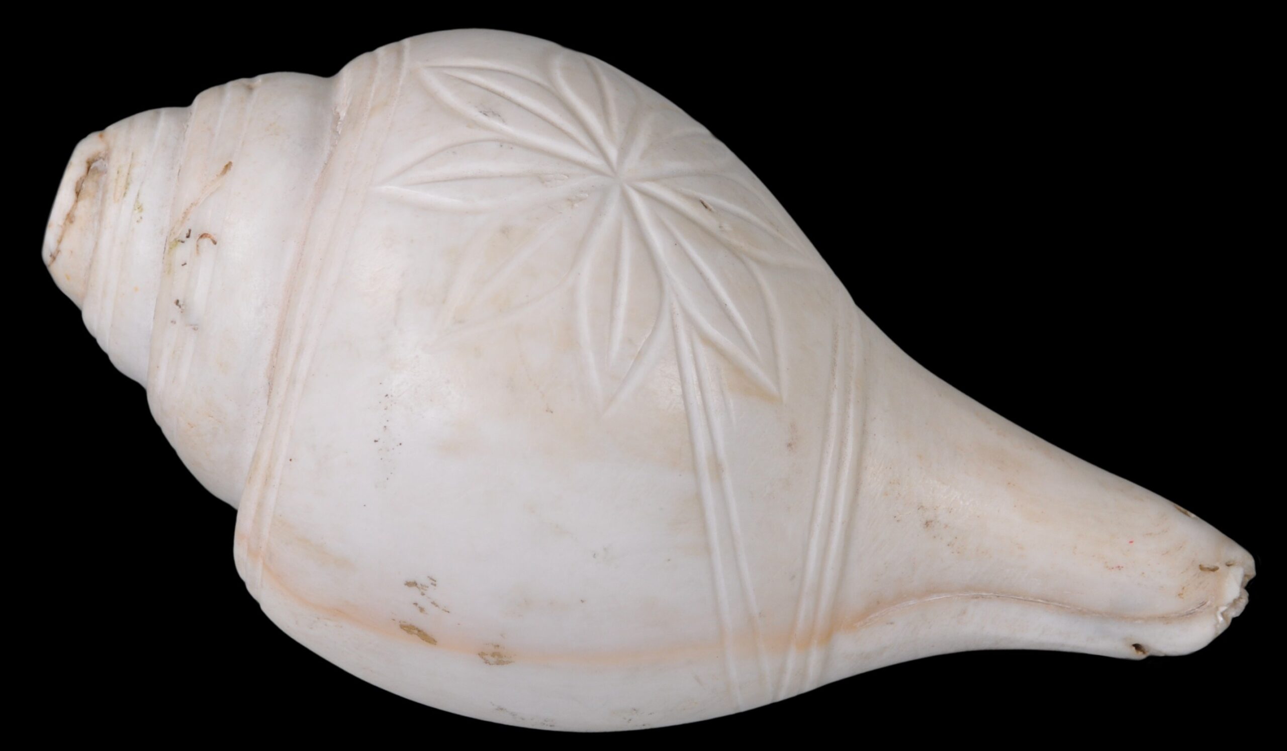 9954 Indian Hindu Conch 2 scaled v2